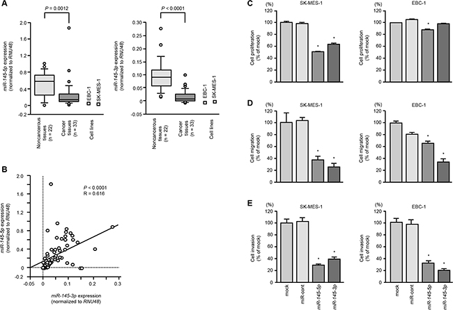 The expression levels of miR-145-5p and miR-145-3p in lung SCC cells and their ectopic effects in cancer cells.