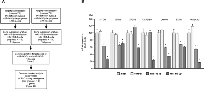 Identification of genes coordinately regulated by miR-145-5p and miR-145-3p.