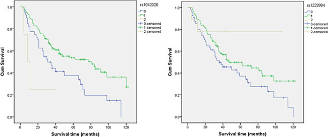 The individual effects of rs1042026 and rs1229984 on overall survival.