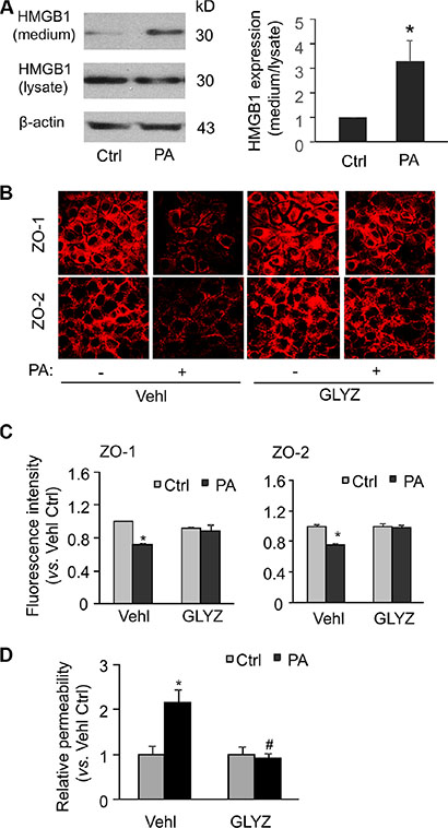 HMGB1 inhibitor glycyrrhizin abolishes palmitate-induced tight junction disruption and enhanced permeability in MVECs.