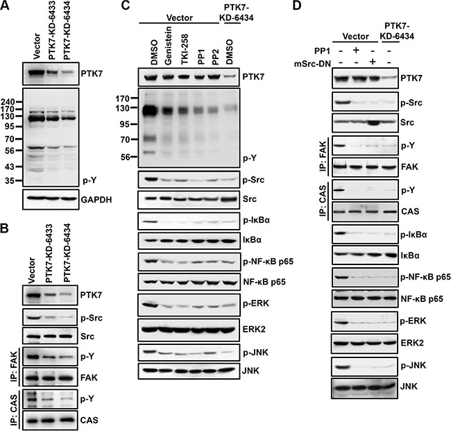 Involvement of PTK in PTK7-mediated activation of NF-&#x03BA;B and AP-1 in TE-10 cells.