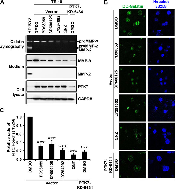 Effect of AP-1 and NF-&#x03BA;B signaling blockade on PTK7-mediated MMP-9 secretion in 2D and 3D TE-10 cell cultures.