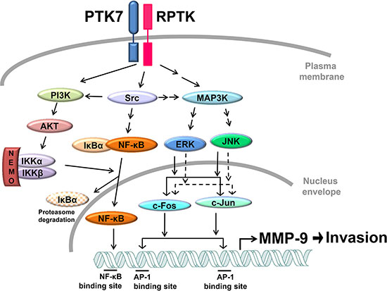 Proposed model for PTK7-mediated MMP-9 induction and invasiveness in TE-10 cells.