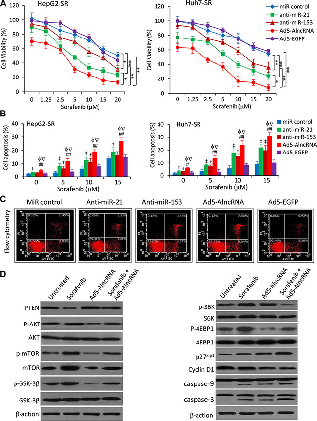 AlncRNA enhances the effects of sorafenib-induced growth inhibition and apoptosis in sorafenib-resistant HCC cells.