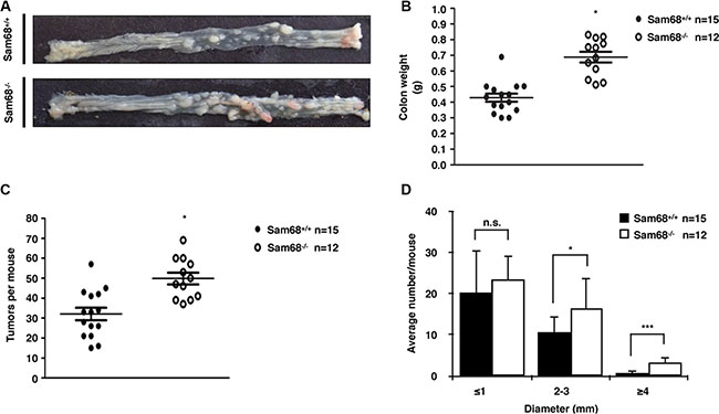 Sam68-deficent mice showed higher AOM-induced tumor burden and size.