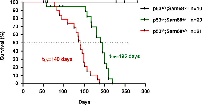 Sam68-haploinsufficiency delayed tumor onset in p53-deficient mice.