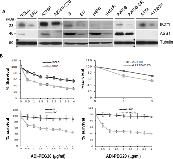 Expression of hCtr1 and ASS1 in cDDP-sensitive and cDDP-resistant cell lines and their differential sensitivities to ADI-PEG20.