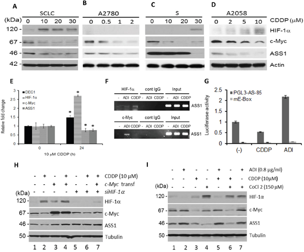 Regulation of HIF-1&#x03B1;, c-Myc, and ASS1 by cDDP.