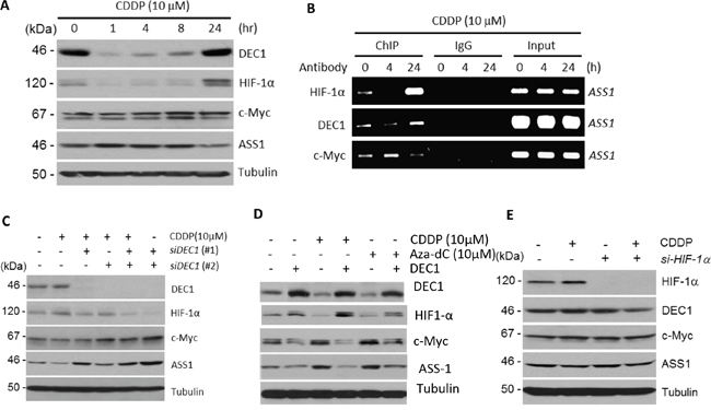 Regulation of DEC1, HIF-1&#x03B1;, c-Myc, and ASS1 by cDDP.