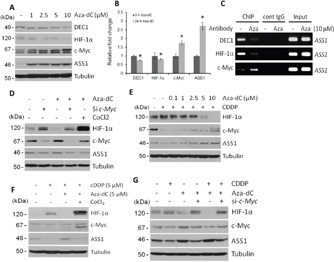 Regulation of DEC1, HIF-1&#x03B1;, c-Myc and ASS1 by Aza-dC.