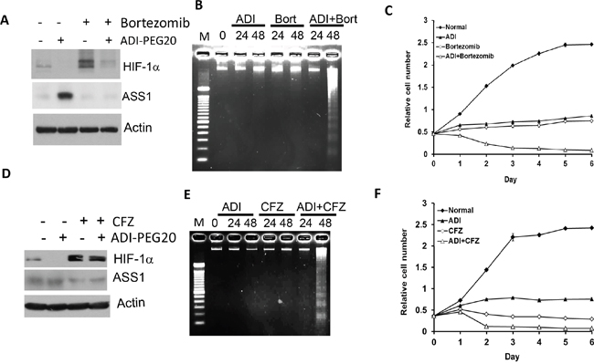 Inhibition of HIF-1&#x03B1; degradation by bortezomib or carfizomib increases sensitivity of A2058 cells to ADI-PEG20 treatment.