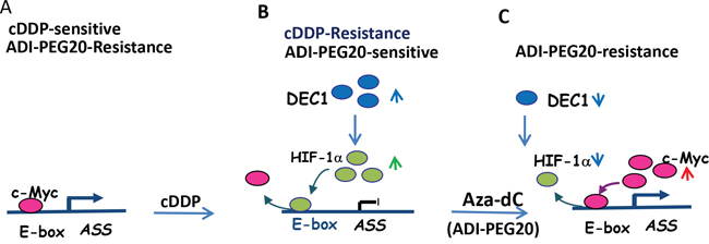 Schematic depicting regulation of ASS1 expression by various transcriptional regulators treated with cDDP and Aza-dC.