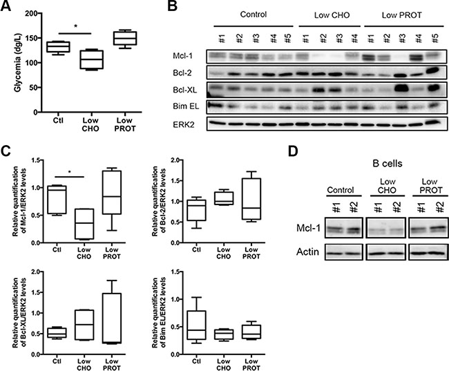 Low carbohydrate Intake affects Mcl-1 expression levels.