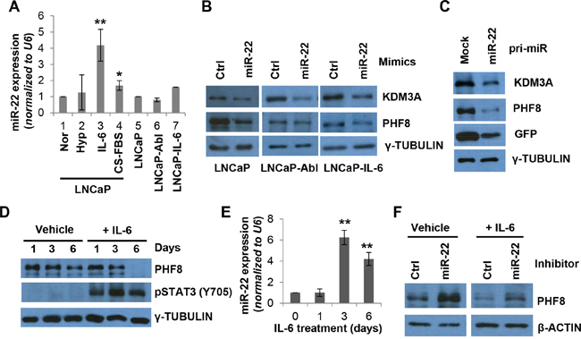 miR-22 mediates the regulation of PHF8 induced by IL-6.