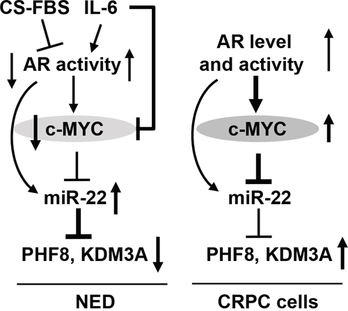 Schematic illustration of the mechanisms underlying the regulation of PHF8 and KDM3A by AR, MYC and miR-22.