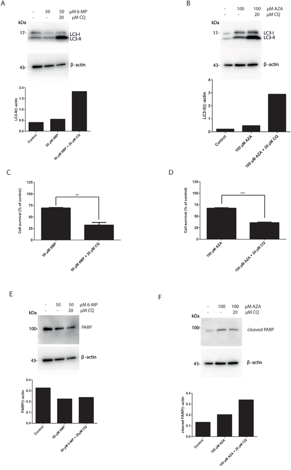 Suppression of autophagy by chloroquine sensitizes 6-MP and AZA mediated cell death in colorectal cancer cell lines.