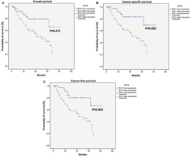 Overexpression of importin-11 predicts poor survival of BCa patients.