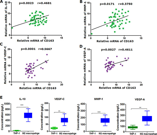 IL-10, VEGF-A, VEGF-C and MMP-1 were markedly secreted by M2 macrophage induced from THP-1 as compared with THP-1 cells.