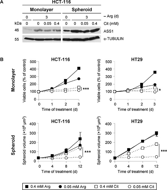 Physiological citrulline concentration supports CRC cell growth neither in monolayer nor in spheroid culture despite upregulation of ASS1 protein expression.