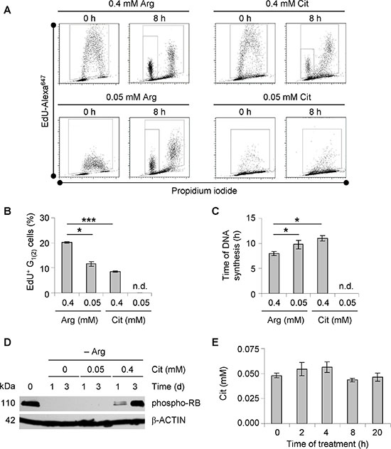 Substitution of arginine to citrulline affects cell cycle progression of CRC cells.