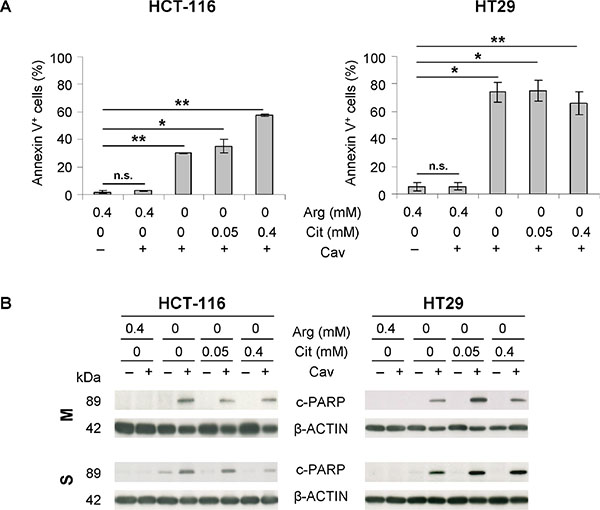 The combination of arginine deprivation with canavanine treatment triggers apoptosis in CRC cells regardless of citrulline supplementation.