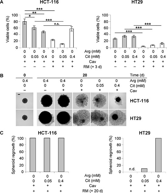 Only hyperphysiological citrulline can support regrowth of CRC spheroids after combined treatment with canavanine under arginine-deprived conditions.