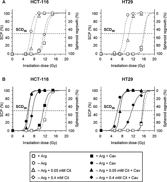 Combination of arginine deprivation with canavanine sensitizes CRC spheroids to irradiation regardless of citrulline supplementation.