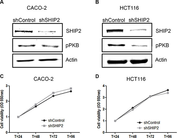 Stable knockdown of SHIP2 influences PKB signaling, without affecting cell proliferation.