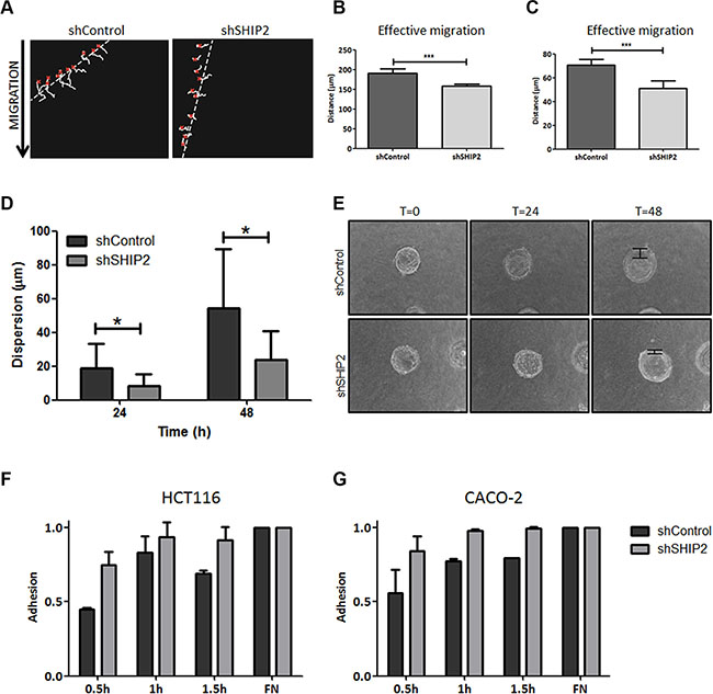 Modulation of SHIP2 expression affects migration, invasion, and adhesion in colorectal cancer cells.