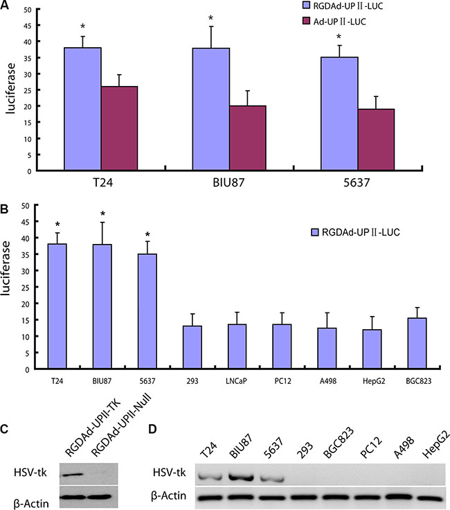 Analysis of HSV-TK gene expression with modified Adenovirus.