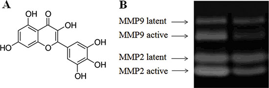 Effect of myricetin on the formation of active MMPs as determined by MMP zymography assays Legend.