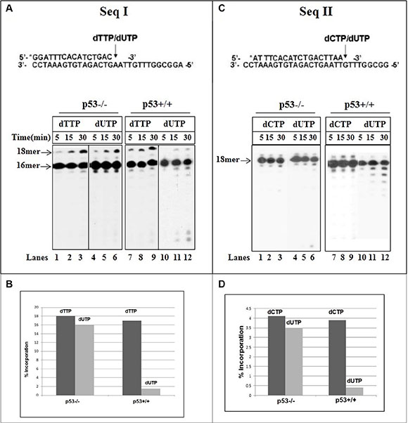 Incorporation of dUTP into DNA with mitochondrial fractions of HCT116 cells.