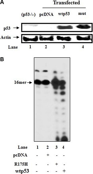 Incorporation of dUTP into DNA with mitochondrial fraction of HCT116(p53&#x2212;/&#x2212;) cells in the presence of cytoplasmic fractions of p53-transfected cells.