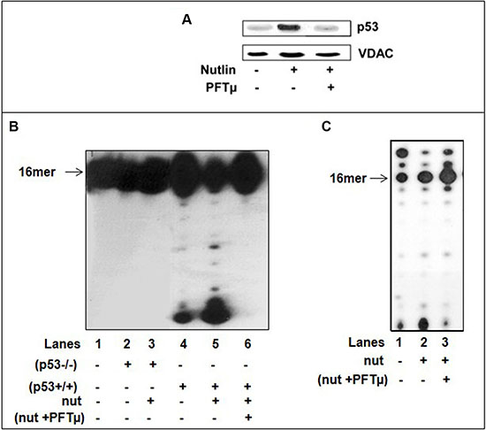 Nutlin treatment induces translocation of p53 to mitochondria of HCT116(p53+/+) cells and decreases the incorporation of dU into DNA.