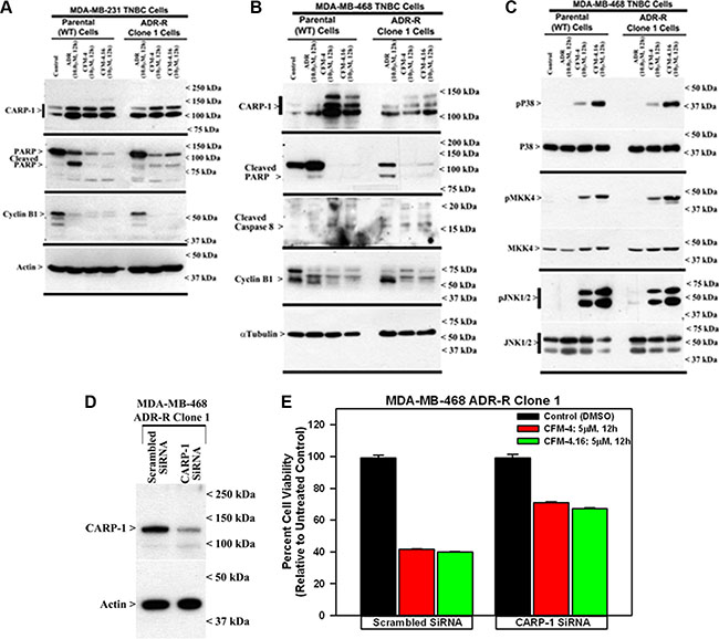 CFM-4.16 stimulates apoptosis in parental and ADR-resistant TNBC cells in part by upregulating pro-apoptotic CARP-1 and activating SAPKs.