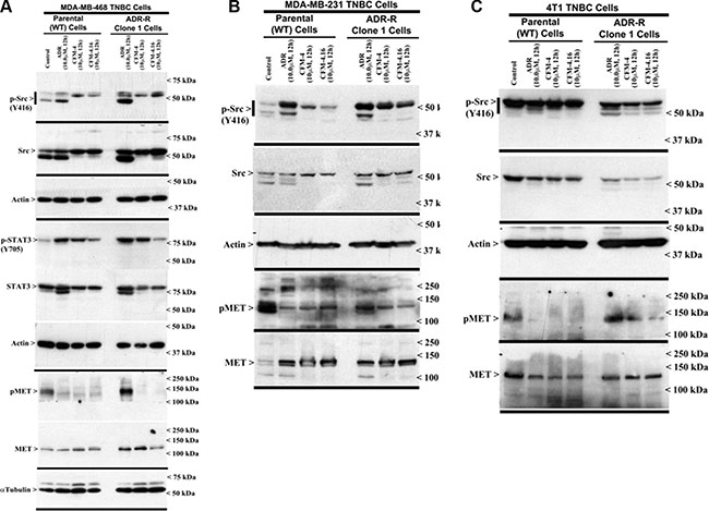 CFM-4.16 inhibits oncogenic tyrosine kinases in ADR-resistant TNBC cells.