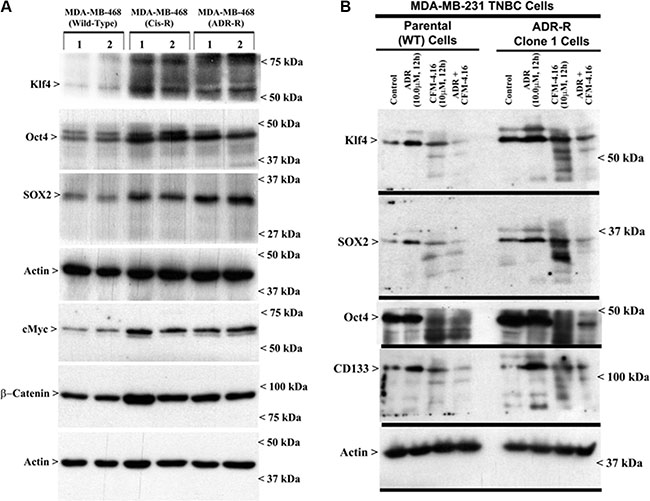 Drug-resistant TNBC cells have elevated expression of cancer stem cell genes, while CFM-4.16 in combination with ADR inhibits cancer stem cell gene expression.