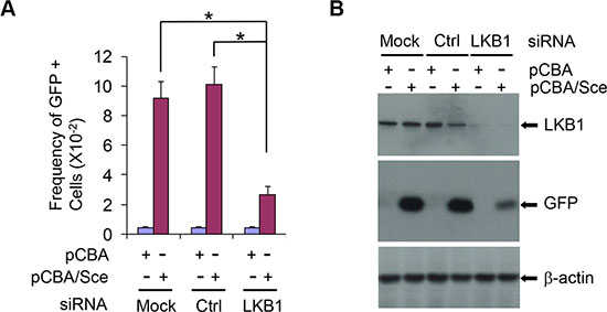 LKB1 affects HR DNA repair efficiency.