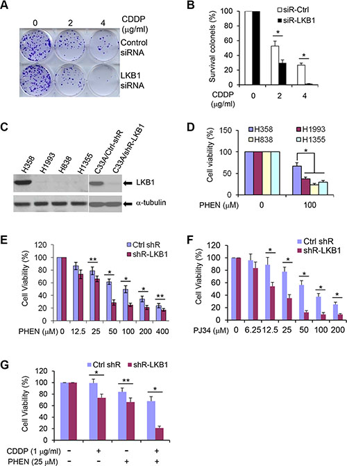 LKB1 deficiency sensitizes cells to DNA damage agents and PARP inhibitors.