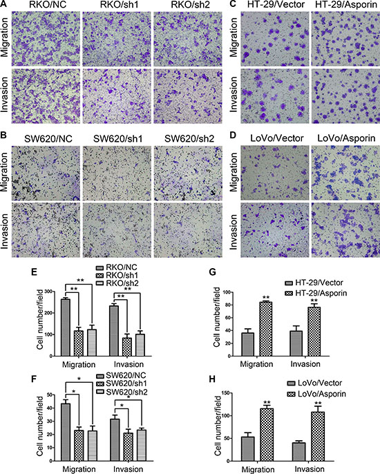 Asporin enhances migration and invasion of CRC cells.