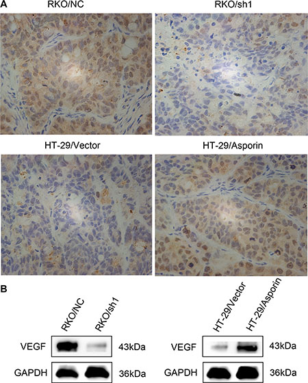 The expression of VEGF in subcutaneous tumors.