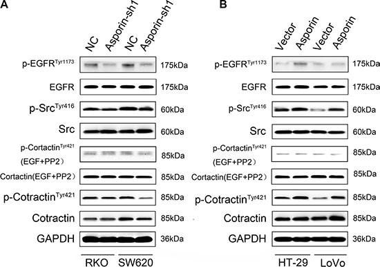 Asporin activates cortactin in CRC cells.