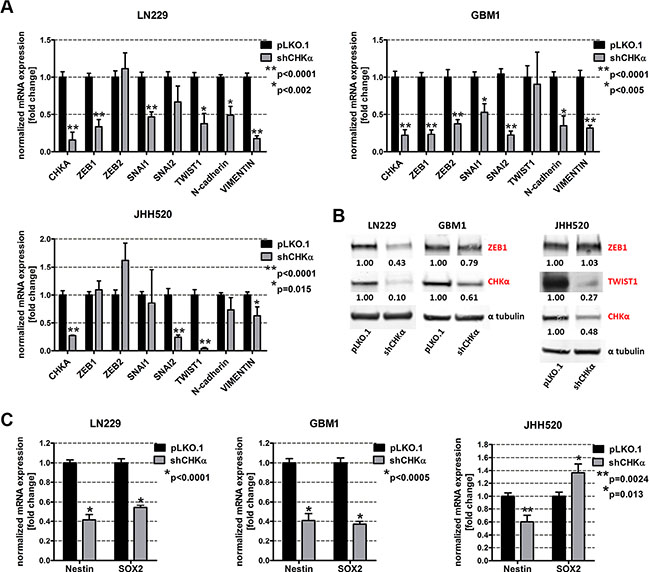 Suppression of CHK&#x03B1; reduces the expression of EMT-associated genes and neural stem cell markers.