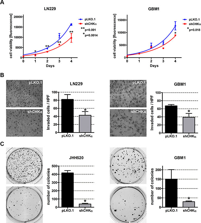 CHK&#x03B1; knockdown reduces the viability, invasiveness and clonogenicity of GBM cells.