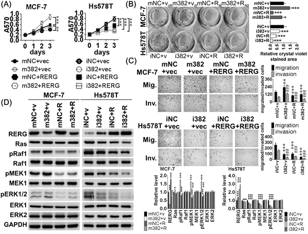 MiR-382-5p enhanced cell viability and aggressive behaviors, which are attenuated by RERG expression.