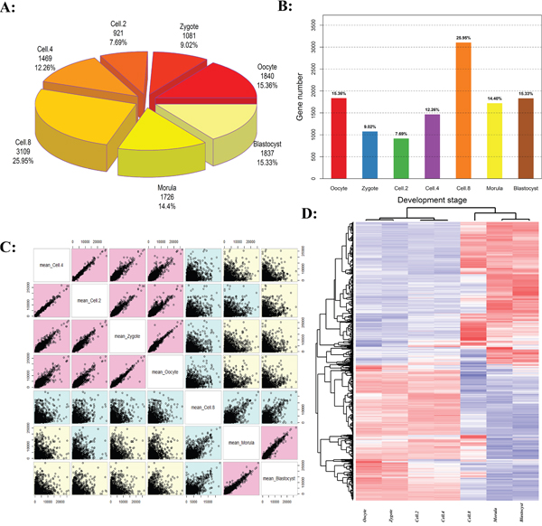 The activation waves of bovine embryo preimplantation development.