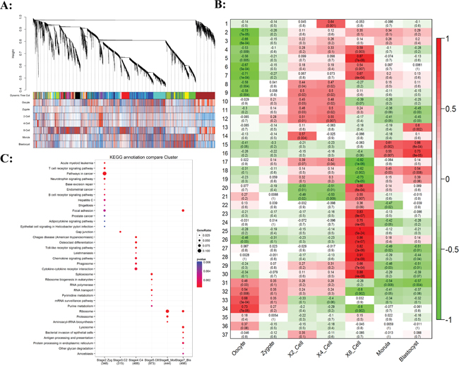 Gene co-expression analysis of stage-specific dynamics during bovine preimplantation development.