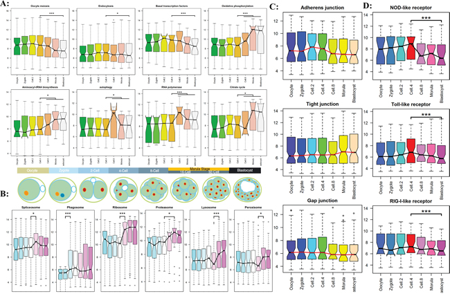 The timing genome-wide activation of KEGG functional pathway in preimplantation embryogenesis. The results of RNA-seq experiment were shown in supplementary Figure S5-S8.