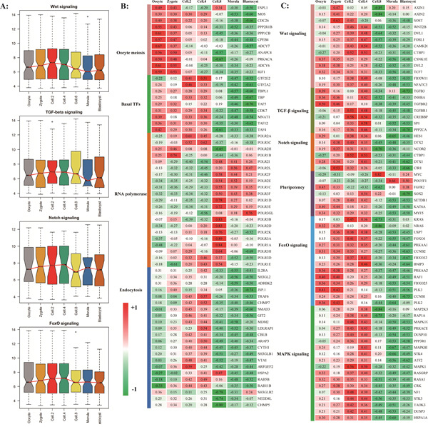 The timing expression of maternal pioneer master regulator.