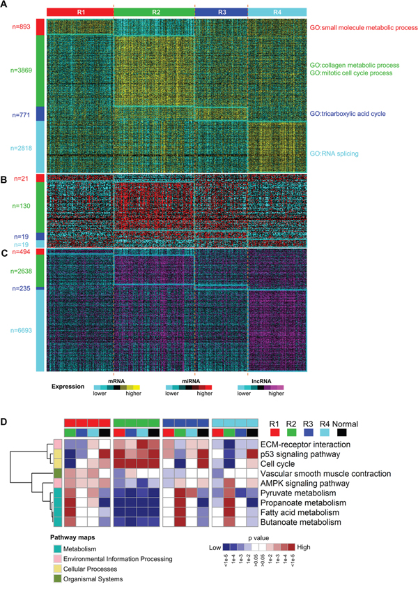 Different molecular expression patterns and pathways expression levels among subtypes.